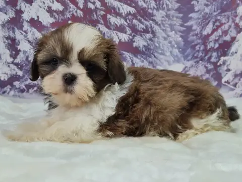 Shih Tzu  Alamo Du Mont De La Chenaie photo 2