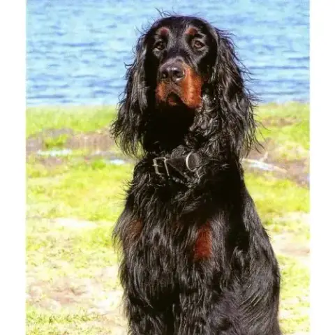 Chiots Setter Gordon Excellentes Origines