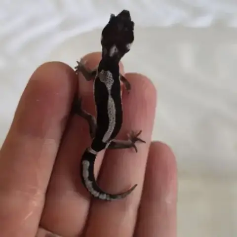 Gecko Leopard A Reserver