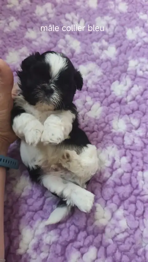 Shih Tzu  Collier Bleu Des Amours D'Arelaune