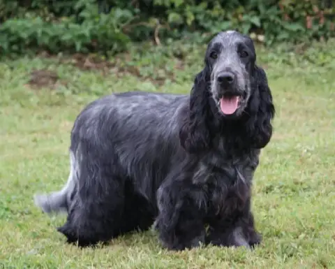Cocker Spaniel Anglais  B... Des Adrilines D'Opale photo 3
