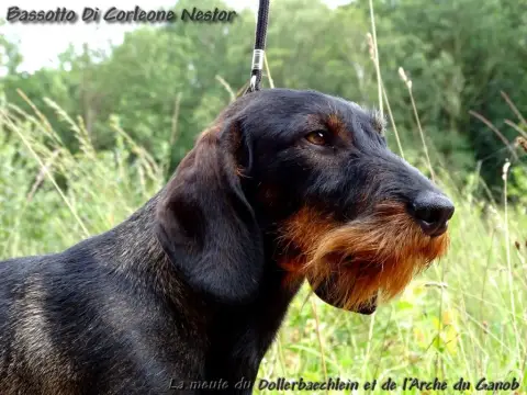 Teckel Poil Dur  Vert Des Troubadours Cathares photo 2