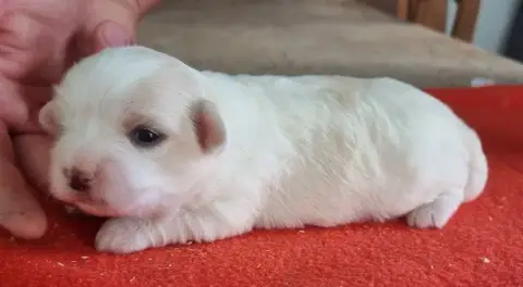 Coton De Tulear  Chiot N°3 Des Hirondelles Du Voyage d2184