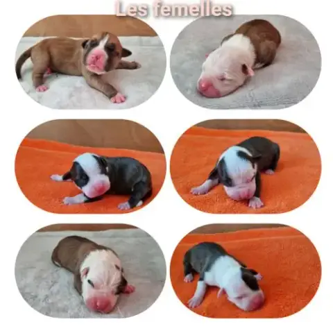 Chiots Américan Staffordshire Terrier