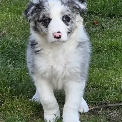 Dispo Magnifique Chiot Border Collie