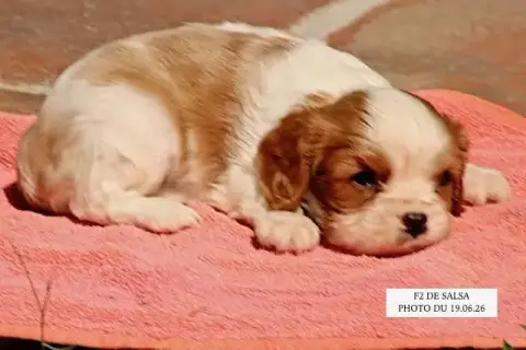 Cavalier King Charles Spaniel  Salsa F2 De La Bastide a3aae