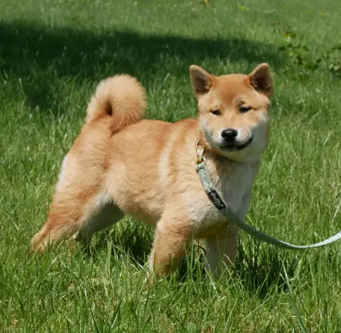 Shiba  Bandit De La Source Des Rochettes photo 3