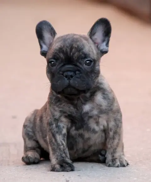Bouledogue Français  Mâle Bringé Distinct Origins