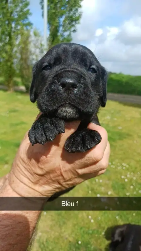 Cane Corso  Collier Bleu Foncé Des Abysses De Némésis 40b96