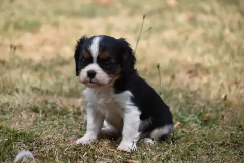 Cavalier King Charles Spaniel 
                       efae2