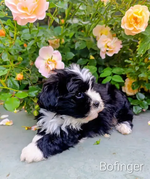Bichon Havanais  Bofinger Coeur De Masaï Coeur De Mas 835e7 photo 2