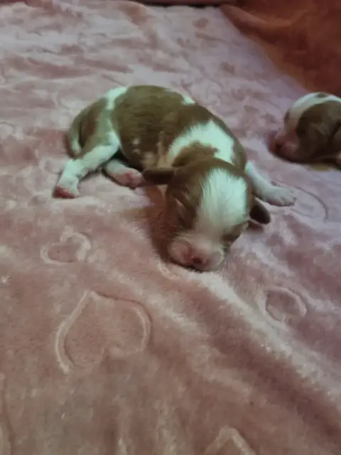 Cavalier King Charles Spaniel  B... Du Petit Brilloua 22723