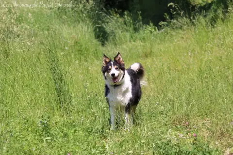 Border Collie photo 3