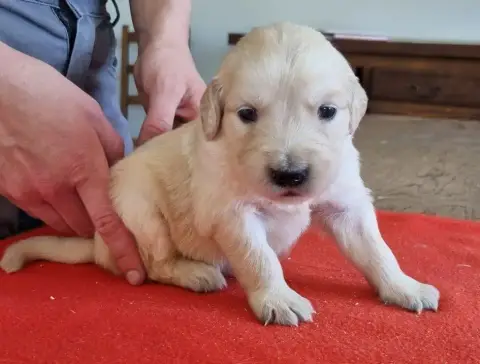 Golden Retriever  Chiot N°9 Des Hirondelles Du Voyage 4b125 photo 2
