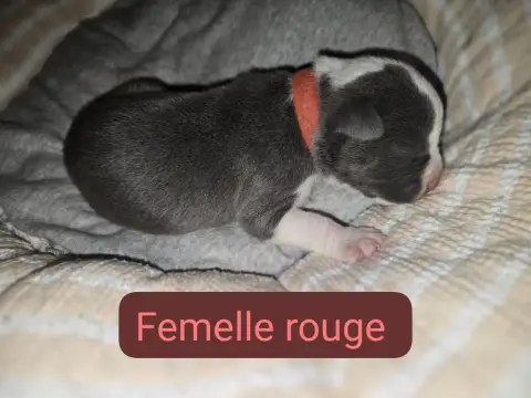 American Staffordshire Terrier  B... Du Royaume De Tc 1b9bf photo 2