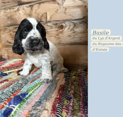 Cocker Spaniel Anglais  Basile Du Lys D'Argent Du Roy 5880a