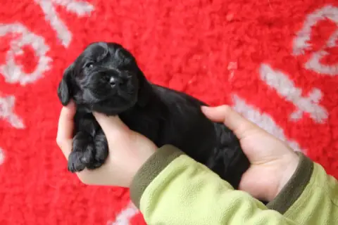Cocker Spaniel Anglais  B Brush Master
