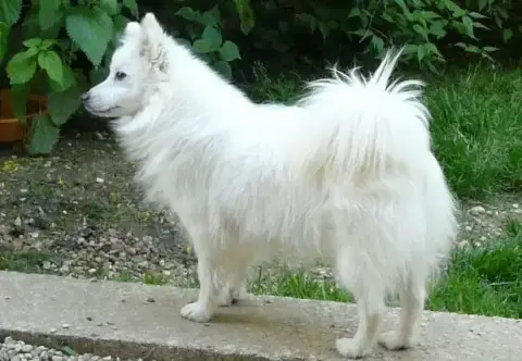 Spitz Japonais  Chiot N°5 Du Mont Chauve photo 3