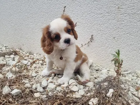 Cavalier King Charles Spaniel  B... Du Petit Brilloua 1e3bc