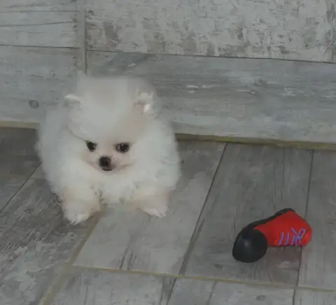 Spitz Allemand  Blandine Des Ptits Dragons De Cupidon 0cb16