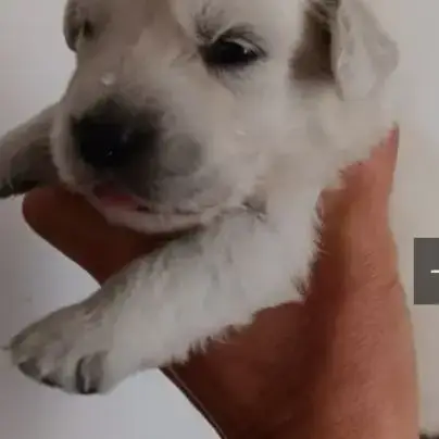 Chiot Golden Retriever