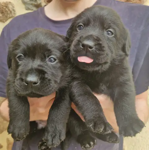 Labrador Retriever  Noire 4 Des Terres Sacrees photo 2