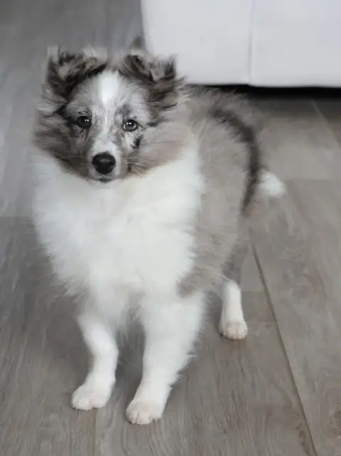 Shetland Sheepdog  Chiot N°1 Du Royaume De La Petite  5d17a