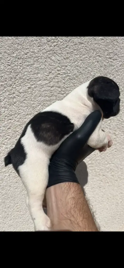 Bouledogue Français 
                        Chiot N° a9a72 photo 2