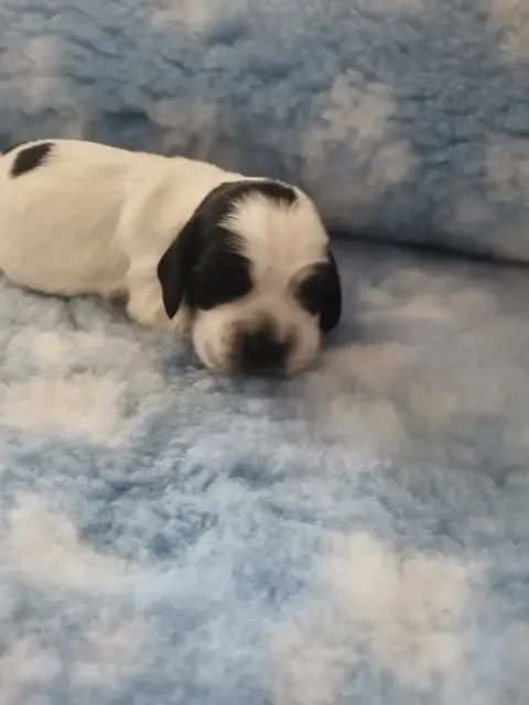 Cocker Spaniel Anglais  Chiot N°3 Du Pays Des Longues 6c69b