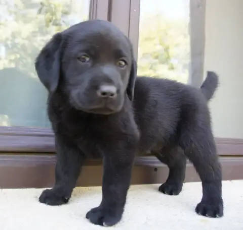 Labrador Retriever  Mn7 Des Assards De Pierregourde 247be photo 2
