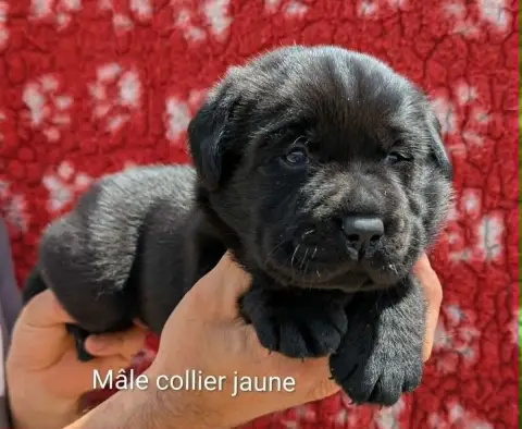 Labrador Retriever  Mâle Noir, Collier Jaune Du Domai e8e4f