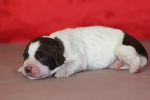 English Springer Spaniel photo 2