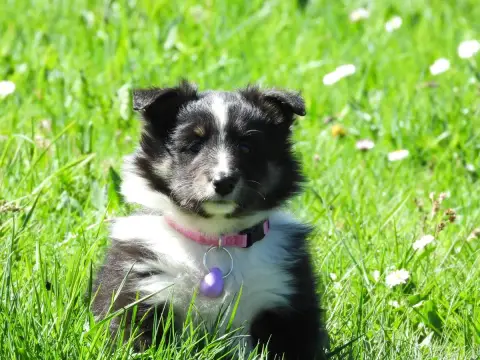 Shetland Sheepdog  Chiot N°4 Du Sapin Vert photo 2