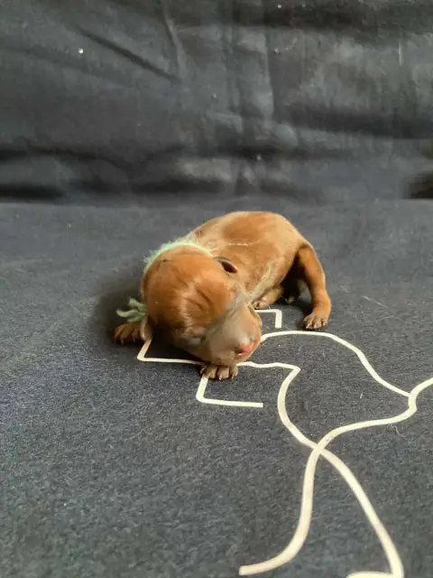 Pinscher Nain  Chiot N°2 Collier Bleu Du Hameau Des N a3881