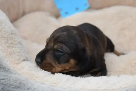 Teckel Poil Dur  Chiot N°3 Du Domaine Du Brame