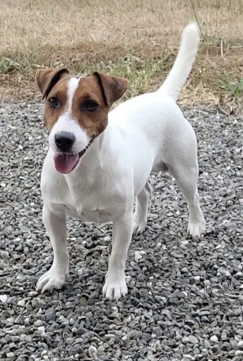 Jack Russell Terrier  Baxter Des Légendes De Tina photo 3