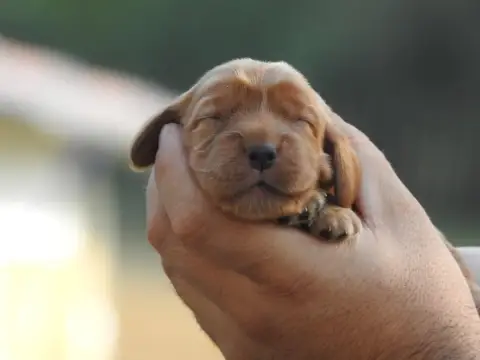 Cocker Spaniel Anglais 
                        B3 Du 15aa7