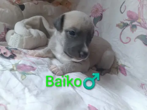Whippet  Baïko Hakuna'Matata Kipepeo