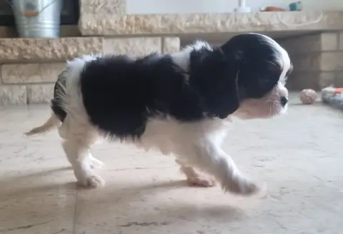 Cavalier King Charles Spaniel photo 3
