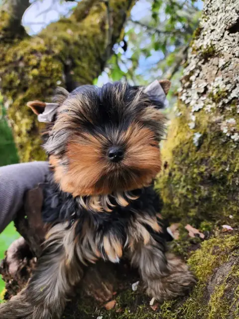 Yorkshire Terrier  Chiot N°1 Du Rocher De Sylëam