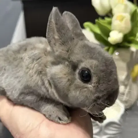 Lapin