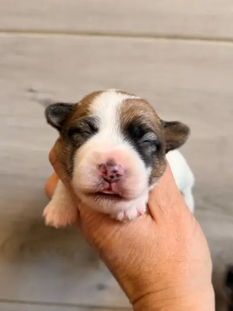 Jack Russell Terrier