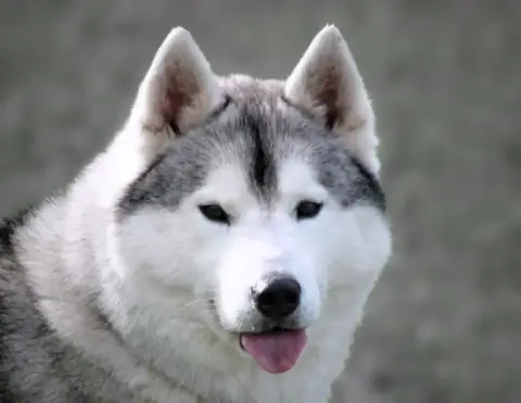 Siberian Husky  Béta Of Wolf Siberian Song photo 3