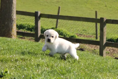 Labrador Retriever  Collier Rouge Of The Little Snow f4e2b