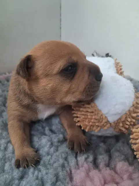 Staffordshire Bull Terrier  Balthus Rola Du Logis D'A 0dbf2