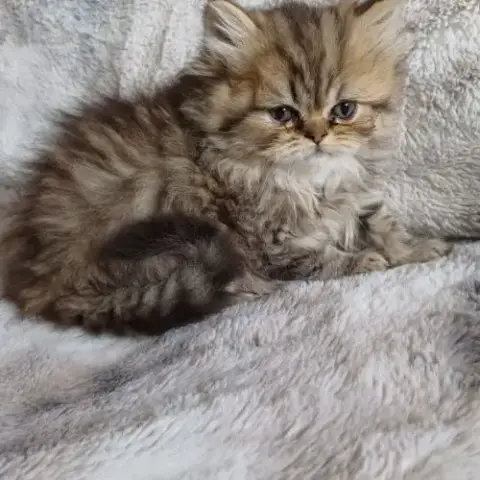 Magnifiques Chatons Type Persan