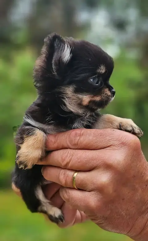 Chihuahua  B2 Of Little By Little photo 3