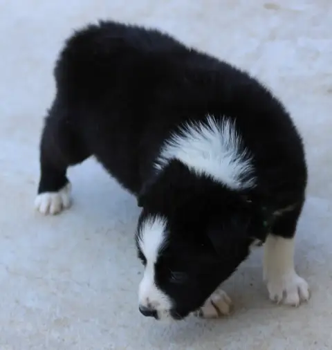 Border Collie 
                        Collier Vert D 49e8e photo 3
