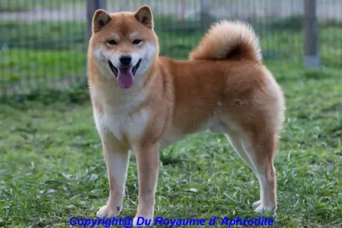Shiba photo 2