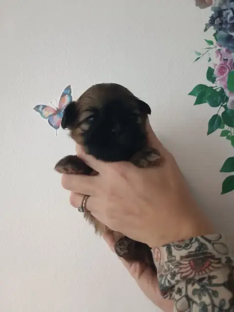 Shih Tzu  Chiot 2 Du Paradis Bleu Indigo